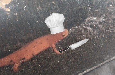 An Eastern Newt wearing a chef's hat and holding a knife. It is young and bright orange with little black rings on its back.